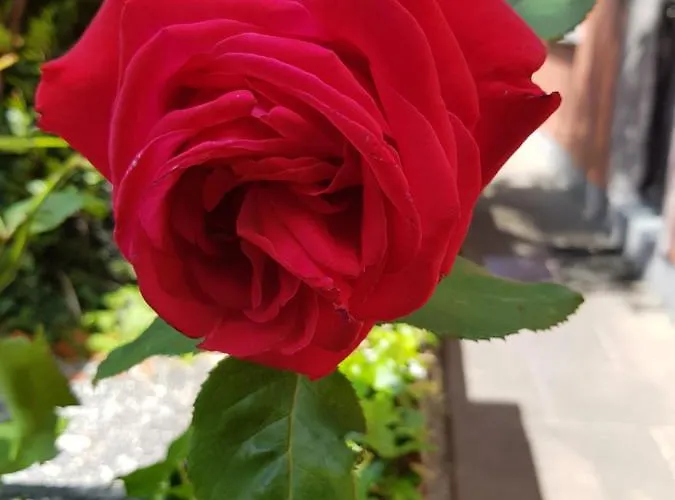 Vakantiehuis Edith Grove House