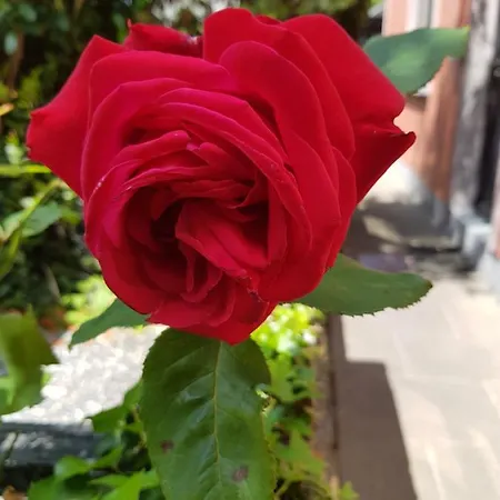 Feriehus Edith Grove House